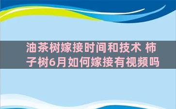 油茶树嫁接时间和技术 柿子树6月如何嫁接有视频吗